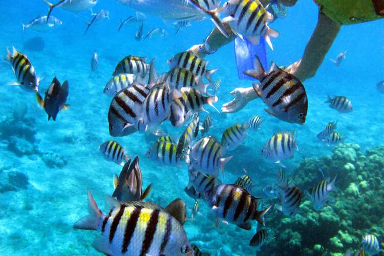 Snorkeling & Kayaking at Ixtapa Island Mexico | Pacific Tours Ixtapa. Come and enjoy two activities at the well know snorkel place in Ixtapa, Ixtapa Island, snorkel and kayak 2 activities you must do while visiting Ixtapa Zihuatanejo. Tours in Ixtapa Zihuatanejo